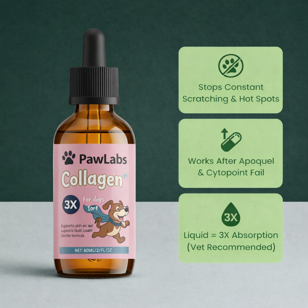 Dog owner holding PawLabs Triple Collagen beside a small dog