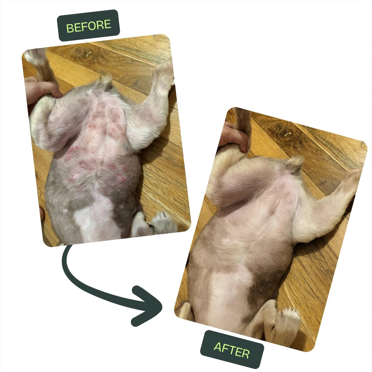 PawLabs™ Postbiotic Spray